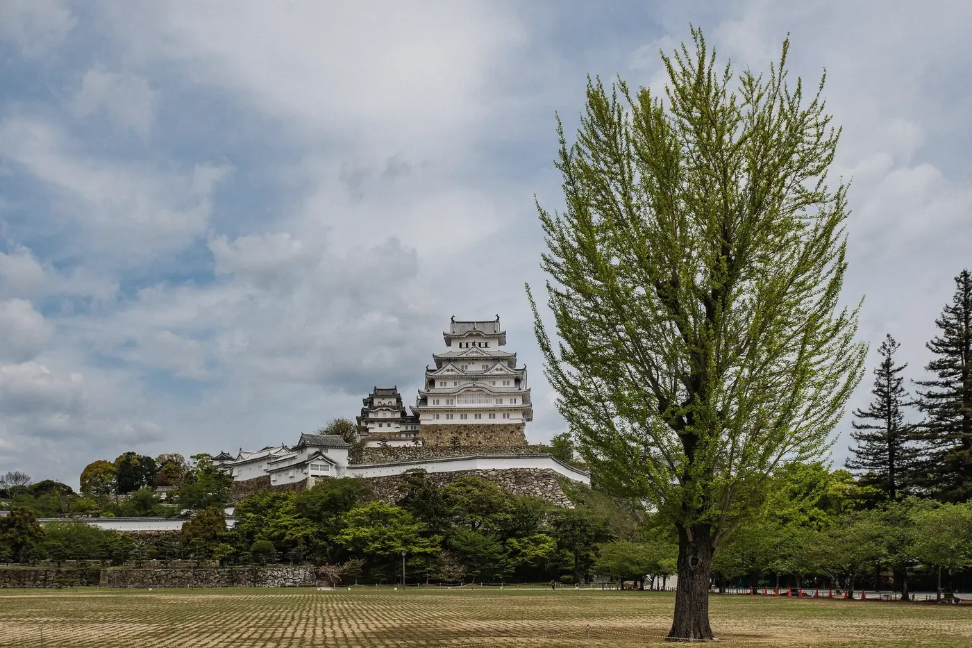 White keep of Himeji Castle rising behind pine trees on the castle grounds in Japan