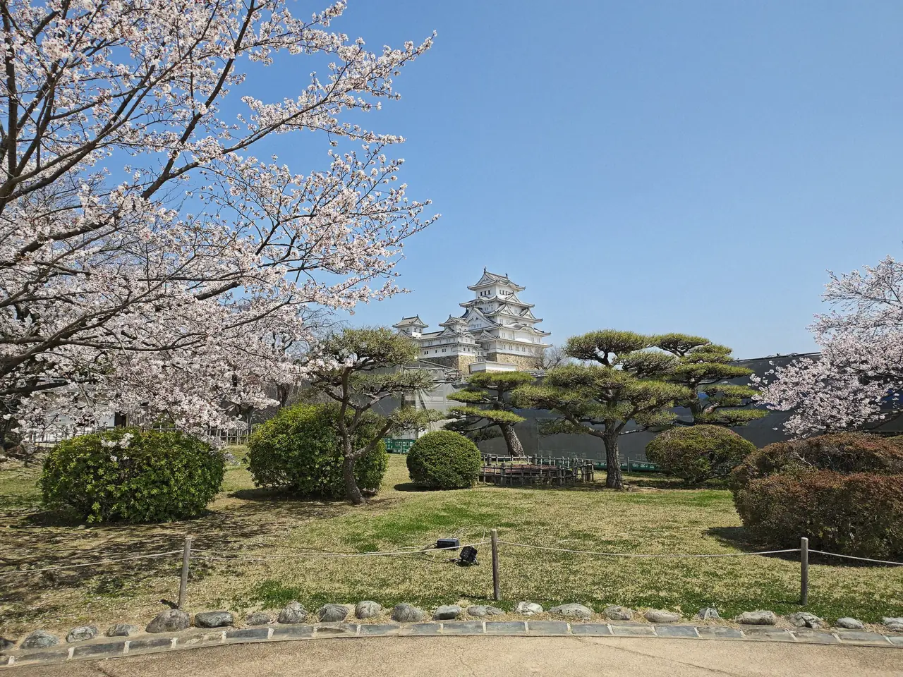 Himeji Castle with cherry blossoms seen from the zoo side, Himeji, Japan
