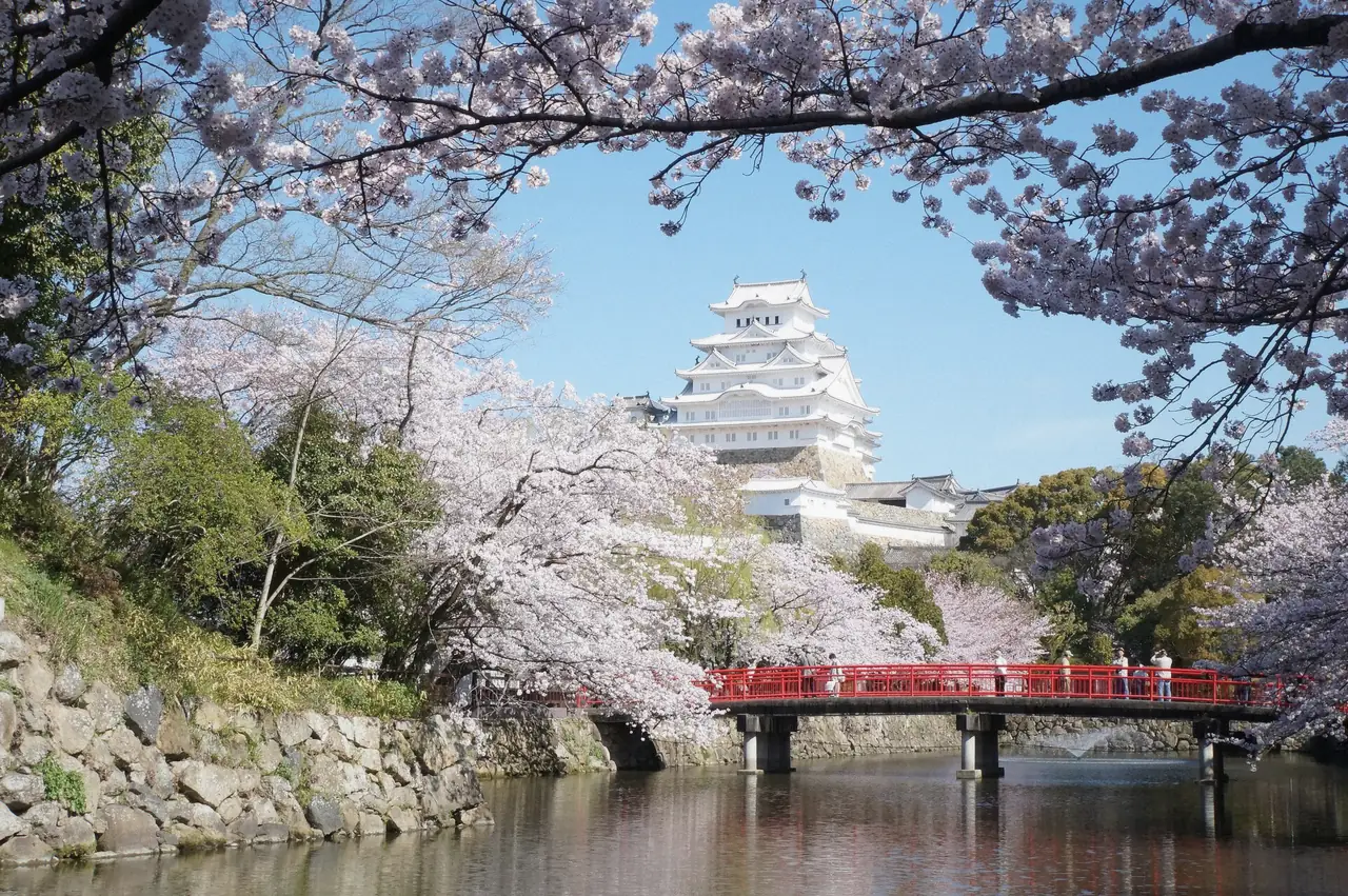 Cherry blossom branches against the white walls of Himeji Castle, Japan
