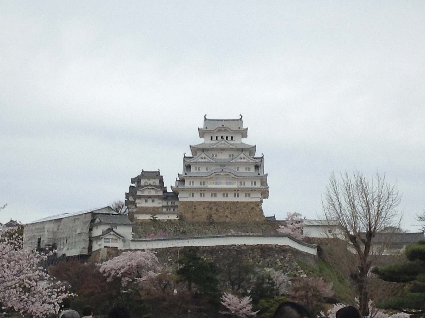 Cherry blossom branches against the white walls of Himeji Castle in Japan