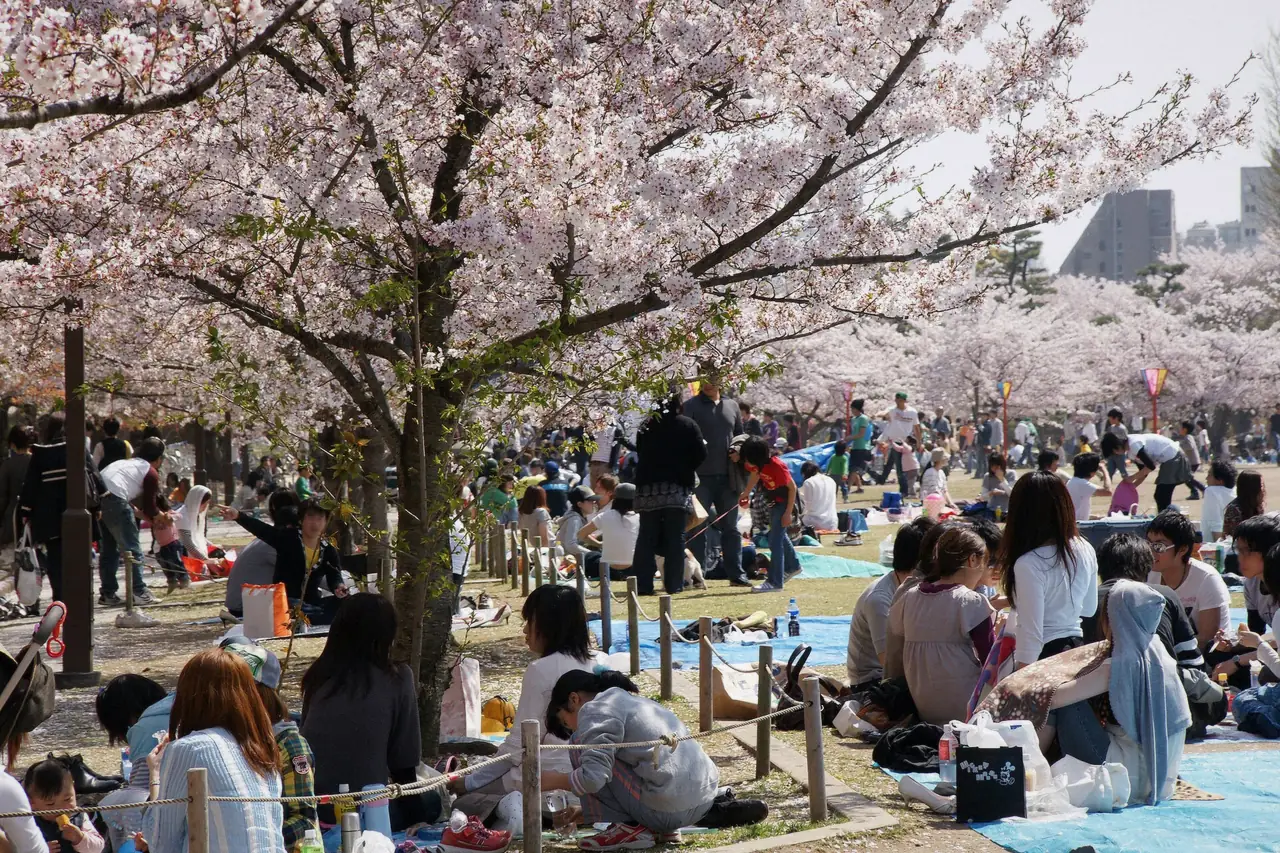 Himeji Castle keep above cherry blossoms in spring in Himeji, Japan